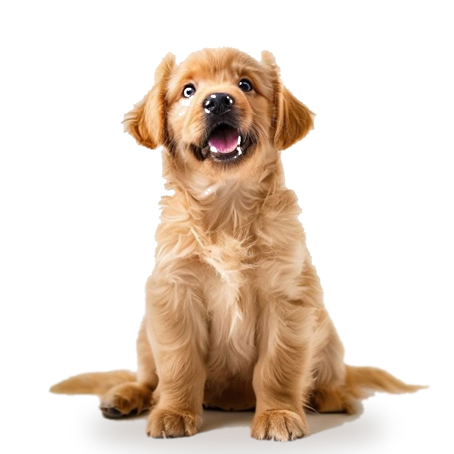 Happy golden retriever puppy