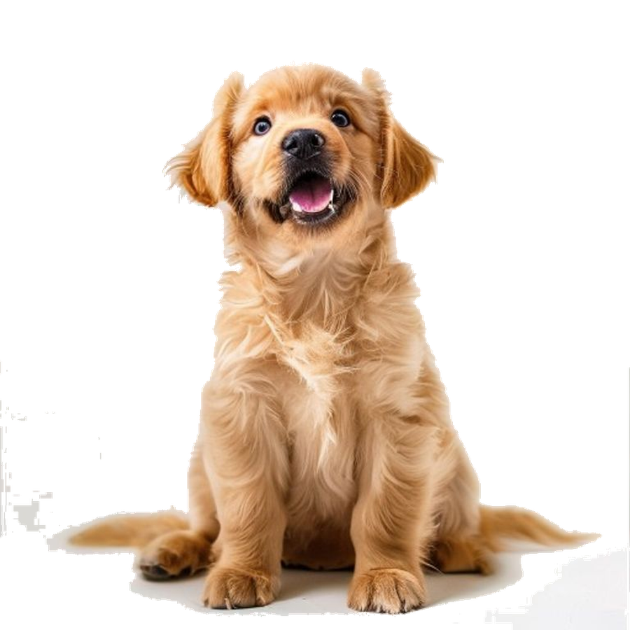 Happy golden retriever puppy